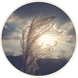 Nature's Whisper
